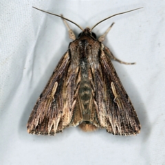 Persectania ewingii (Southern Armyworm) at Wyanbene, NSW - 16 Apr 2021 by ibaird