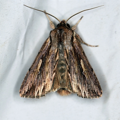 Persectania ewingii (Southern Armyworm) at QPRC LGA - 16 Apr 2021 by ibaird