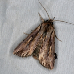 Persectania ewingii at Wyanbene, NSW - 16 Apr 2021