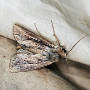 Persectania ewingii at Wyanbene, NSW - 16 Apr 2021