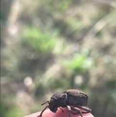 Cubicorhynchus sp. (genus) (Ground weevil) at Mount Ainslie - 7 Apr 2021 by Tapirlord