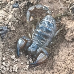 Urodacus manicatus (Black Rock Scorpion) at Campbell, ACT - 7 Apr 2021 by Tapirlord