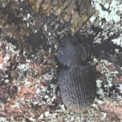 Adelium porcatum (Darkling Beetle) at Campbell, ACT - 7 Apr 2021 by Tapirlord