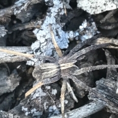 Argoctenus sp. (genus) (Wandering ghost spider) at Mount Ainslie - 7 Apr 2021 by Tapirlord