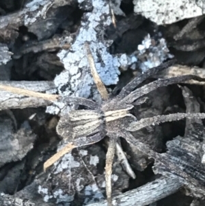 Argoctenus sp. (genus) at Campbell, ACT - 7 Apr 2021 03:47 PM