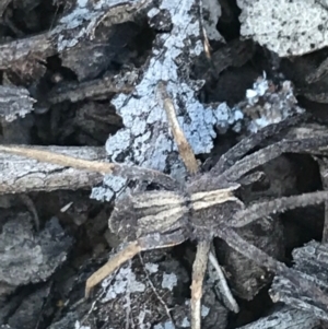 Argoctenus sp. (genus) at Campbell, ACT - 7 Apr 2021 03:47 PM