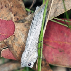 Capusa senilis (Black-banded Wedge-moth) at Wyanbene, NSW - 16 Apr 2021 by ibaird