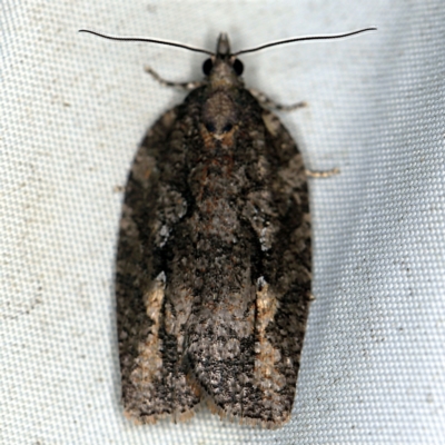Acropolitis excelsa (A Tortricid moth) at QPRC LGA - 16 Apr 2021 by ibaird