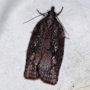 Acropolitis excelsa at Wyanbene, NSW - 16 Apr 2021 06:38 PM