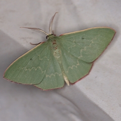 Prasinocyma sp. (1) (MoV, Part 4)(genus) (An Emerald moth (Geometrinae)) at Wyanbene, NSW - 16 Apr 2021 by ibaird