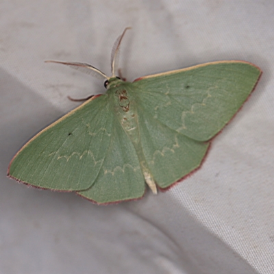 Prasinocyma undescribed species MoV1 (An Emerald moth) at QPRC LGA - 16 Apr 2021 by ibaird
