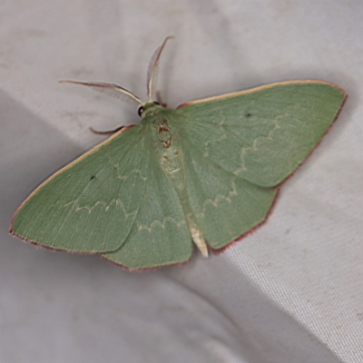 Prasinocyma sp. (1) (MoV, Part 4)(genus) (An Emerald moth (Geometrinae)) at Wyanbene, NSW - 16 Apr 2021 by ibaird