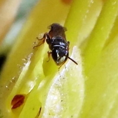 Hylaeus (Prosopisteron) littleri (Hylaeine colletid bee) at Acton, ACT - 27 Apr 2021 by dimageau