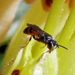 Hylaeus (Prosopisteron) littleri at Acton, ACT - 27 Apr 2021