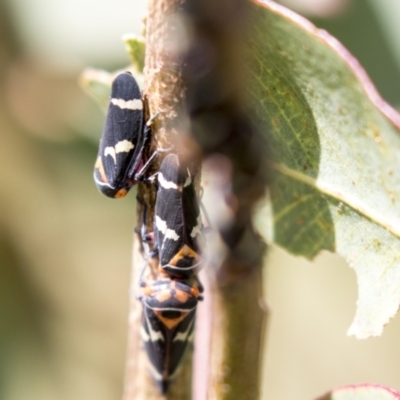 Eurymeloides pulchra (Gumtree hopper) at Holt, ACT - 30 Mar 2021 by AlisonMilton