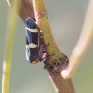Eurymeloides pulchra at Holt, ACT - 30 Mar 2021