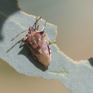 Oechalia schellenbergii at Holt, ACT - 30 Mar 2021