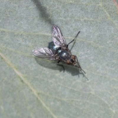 Unidentified Bristle Fly (Tachinidae) at Holt, ACT - 30 Mar 2021 by AlisonMilton