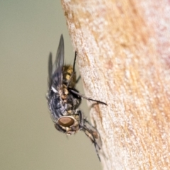 Muscidae (family) (Unidentified muscid fly) at Holt, ACT - 30 Mar 2021 by AlisonMilton