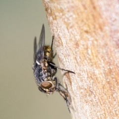 Muscidae (family) (Unidentified muscid fly) at Holt, ACT - 30 Mar 2021 by AlisonMilton