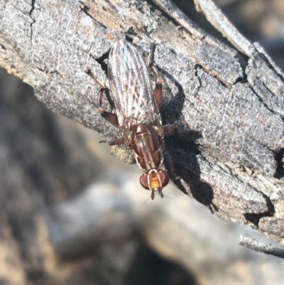 Lauxaniidae (family) (Unidentified lauxaniid fly) at Black Mountain - 27 Apr 2021 by NedJohnston