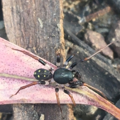 Zodariidae (family) (Unidentified Ant spider or Spotted ground spider) at Black Mountain - 27 Apr 2021 by Ned_Johnston