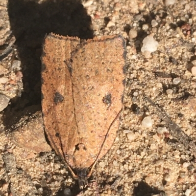Meritastis polygraphana (Mottled Bell Moth) at Black Mountain - 27 Apr 2021 by Ned_Johnston