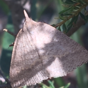 Epidesmia chilonaria at Downer, ACT - 27 Apr 2021 10:38 AM