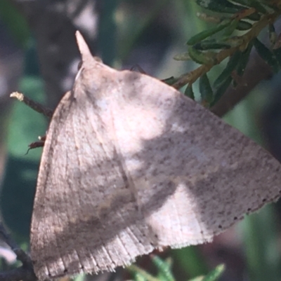 Epidesmia chilonaria (Golden-winged Epidesmia) at Black Mountain - 27 Apr 2021 by Ned_Johnston