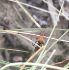 Braconidae (family) (Unidentified braconid wasp) at Downer, ACT - 27 Apr 2021 by Ned_Johnston