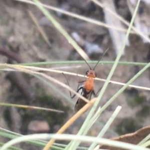 Braconidae (family) at Downer, ACT - 27 Apr 2021