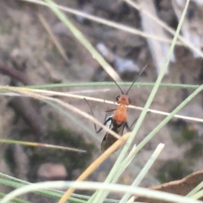 Braconidae (family) (Unidentified braconid wasp) at Downer, ACT - 27 Apr 2021 by NedJohnston