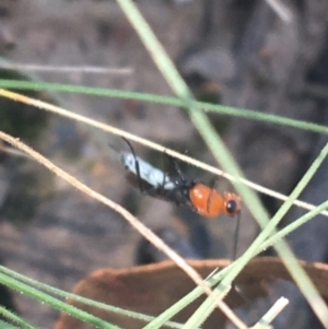 Braconidae (family) at Downer, ACT - 27 Apr 2021 10:36 AM