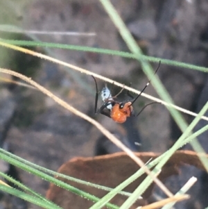 Braconidae (family) at Downer, ACT - 27 Apr 2021