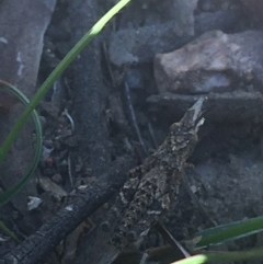 Coryphistes ruricola (Bark-mimicking Grasshopper) at Black Mountain - 26 Apr 2021 by Ned_Johnston