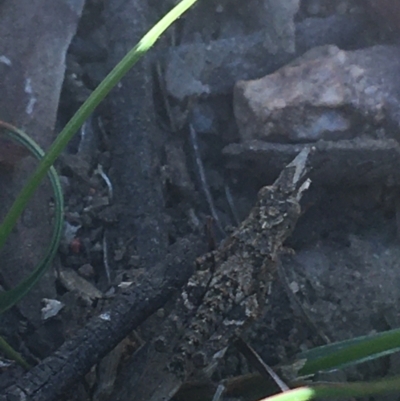 Coryphistes ruricola (Bark-mimicking Grasshopper) at Downer, ACT - 26 Apr 2021 by Ned_Johnston