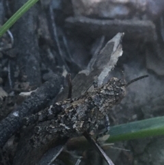 Coryphistes ruricola at Downer, ACT - 26 Apr 2021