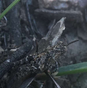 Coryphistes ruricola at Downer, ACT - 26 Apr 2021