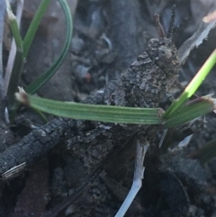 Coryphistes ruricola at Downer, ACT - 26 Apr 2021