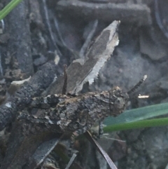 Coryphistes ruricola at Downer, ACT - 26 Apr 2021