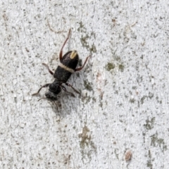 Lemidia accincta (Clerid beetle) at Holt, ACT - 30 Mar 2021 by AlisonMilton