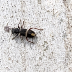 Lemidia accincta at Holt, ACT - 30 Mar 2021