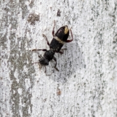 Lemidia accincta at Holt, ACT - 30 Mar 2021