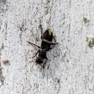 Lemidia accincta at Holt, ACT - 30 Mar 2021