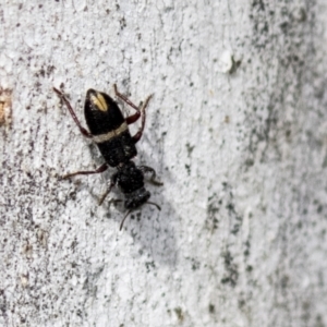 Lemidia accincta at Holt, ACT - 30 Mar 2021