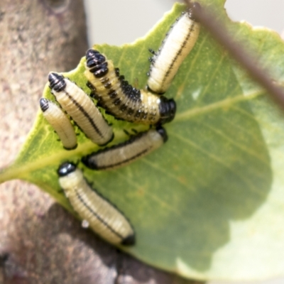 Paropsisterna cloelia (Eucalyptus variegated beetle) at Holt, ACT - 30 Mar 2021 by AlisonMilton