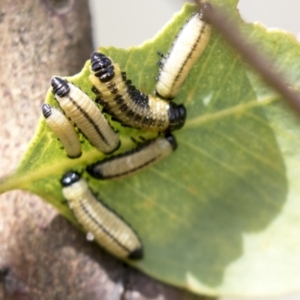 Paropsisterna cloelia at Holt, ACT - 30 Mar 2021