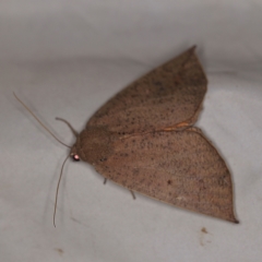 Mnesampela heliochrysa (Golden-winged Gum Moth) at Wyanbene, NSW - 16 Apr 2021 by ibaird