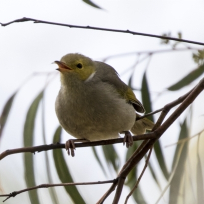 Ptilotula penicillata (White-plumed Honeyeater) at Holt, ACT - 30 Mar 2021 by AlisonMilton