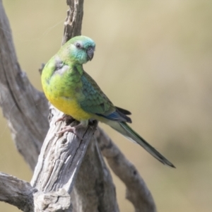 Psephotus haematonotus at Holt, ACT - 30 Mar 2021